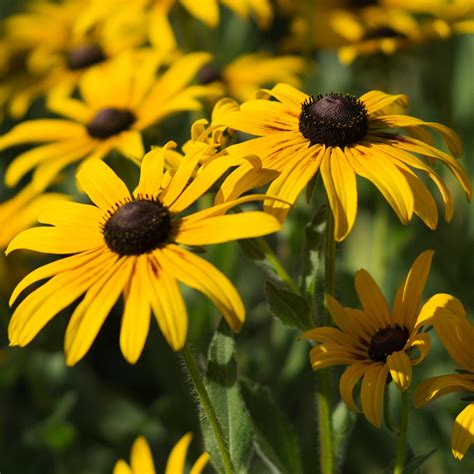 Black Eyed Susan Plant