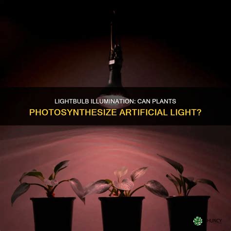 Can Plants Photosynthesize Using Artificial Light Or Is Full Sun Better