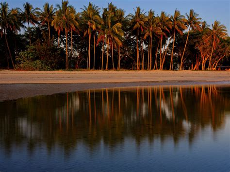 Palms - Mitchell Burns Gallery – mitchell burns