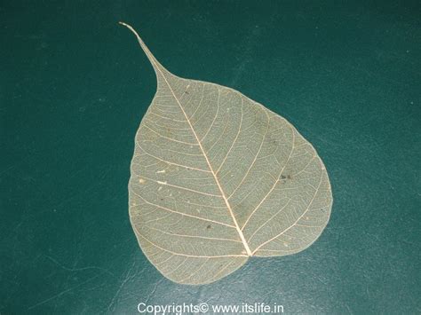 Peepal Tree | Bodhi Tree | Ashwatha Vriksha | Arali Mara