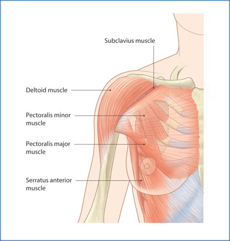 Muscle Pain Under Breast Bone at Otto Atkinson blog