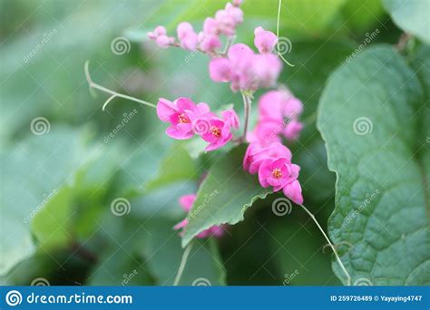 Pink Bush is a Flowering Plant of the Family Polygonaceae, a Pink ...