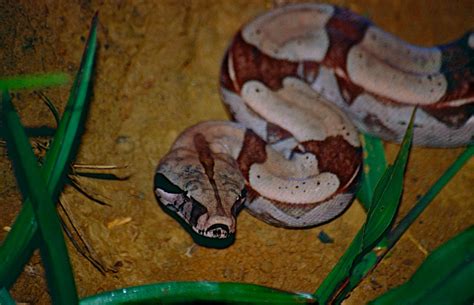 Definitive Guide To Red-tailed Boa Facts, Habitat, Conservation Status ...