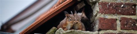 Image result for Squirrel Control
