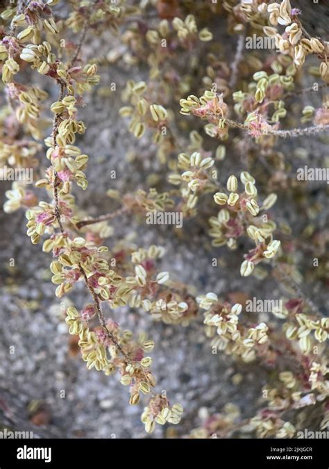 Image result for Pollen Coming Off Tree