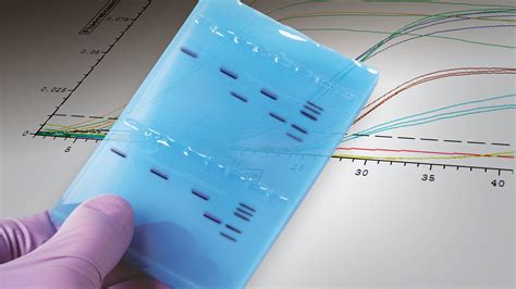 DNA PCR 的图像结果