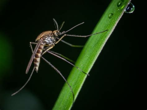 Mosquito vision could help in hiding from disease vectors: Study