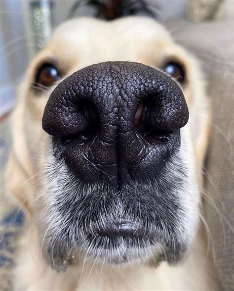 List 92+ Pictures Anatomy Of A Dog Nose Sharp