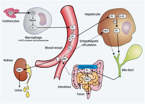 Bilirubin - Radiometer