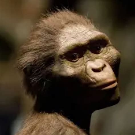 Image result for Australopithecus Meme