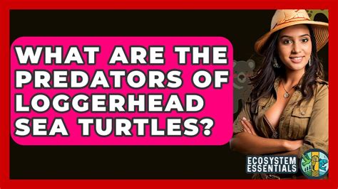 Loggerhead Turtle Predators 的图像结果