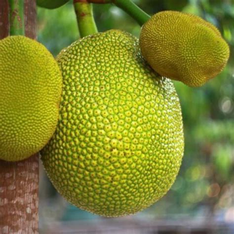 சுவையான பலாக்காய் குழம்பு செய்ய ரெசிபி... | லைஃப்ஸ்டைல் - News18 தமிழ்