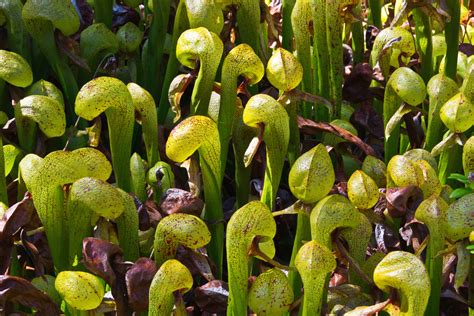 How Do Carnivorous Plants Trap Insects at James Jain blog