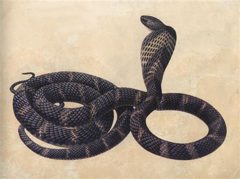 世界上移速最快的毒蛇，黑曼巴蛇一秒6米(一口毒可杀20人)_小狼观天下