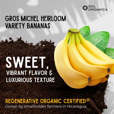 Discover the Bold Flavor of Heirloom Gros Michel Bananas with Sol Organica