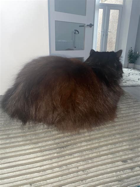 Image result for Gray Cat Rust