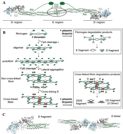 Image result for Fibrinogen Structure