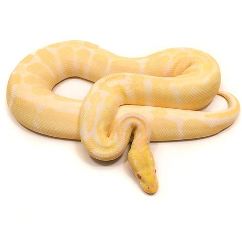 Image result for Albino Python Snake