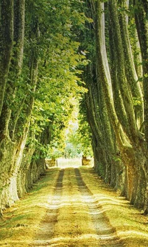 Bing Wallpaper Mobile Phone 的图像结果