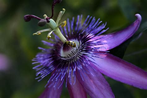 Amazon Rainforest Plants And Flowers
