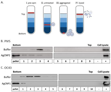Broad-Spectrum, Potent, and Durable Ceria Nanoparticles Inactivate RNA ...