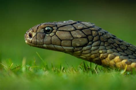 大王蛇能长多大，附大王蛇的生活习性-农百科