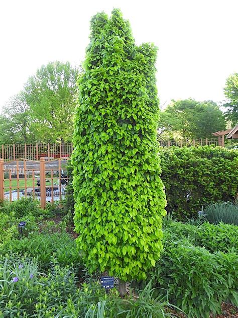 All About Hornbeam Trees - Flower Magazine