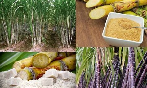 Şeker Kamışı Yetiştiriciliği