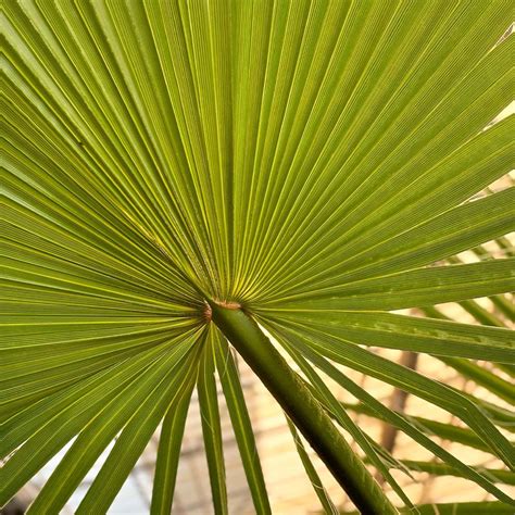 Washingtonia Filifera - 90 cm