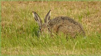 Image result for Common Wild Rabbit