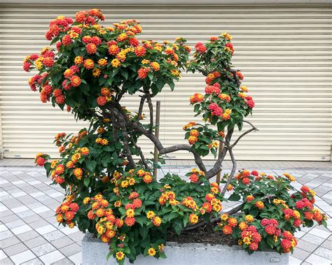 How to Grow and Care for Lantana