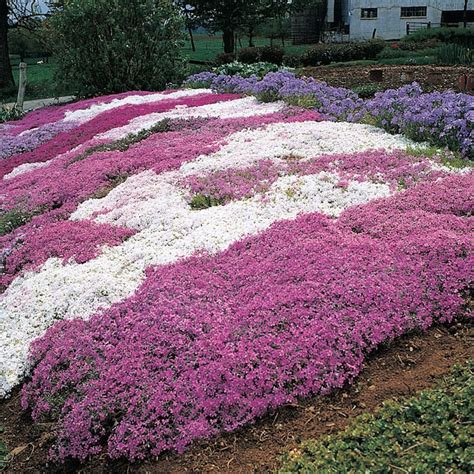 Gardens Alive! 4-in Emerald Pink Creeping Phlox in Pot 95038 at Lowes.com