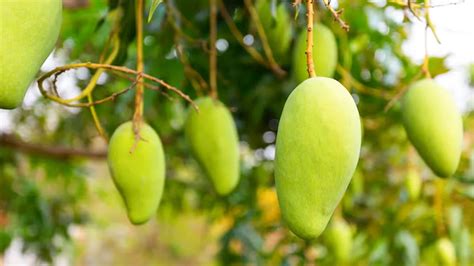 6 Mango Orchards In India That Turn Into A Summer Paradise
