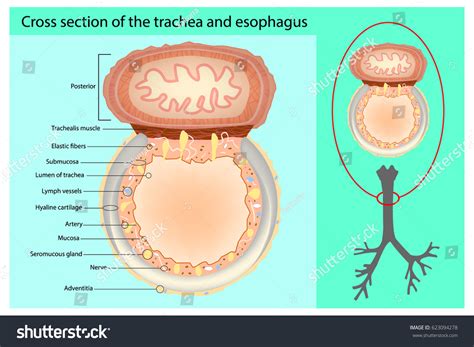 Z Line Esophagus
