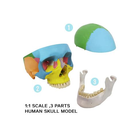 Image result for Exploded Skull