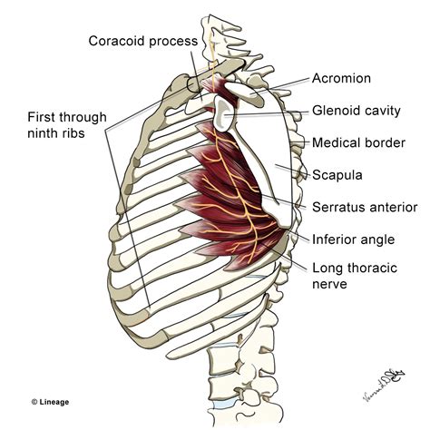 Long Thoracic Nerve Brachial Plexus