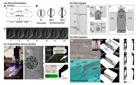 Platforms for High-Throughput Screening and Force Measurements on Fungi ...