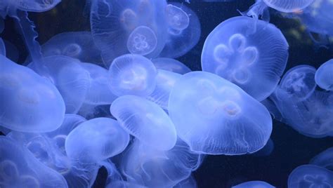 Download wallpaper 960x544 jellyfish, transparent, underwater world ...