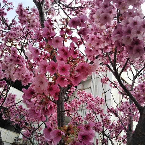 SAGAMIGAOKA NAKAYOSHI KOMICHI SAKURA HYAKKA NO MICHI (2026) All You ...