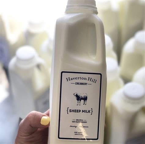 Sheep Milk | Yogurt milk, Milk, Drink milk