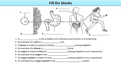 SONU ACADEMY: CELLS ORGANIZE TO FORM TISSUE-ACTIVITY(7)