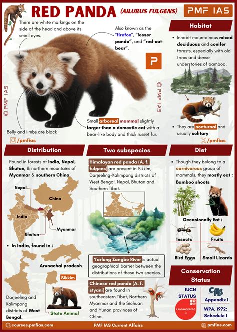 Red Panda (Ailurus fulgens)