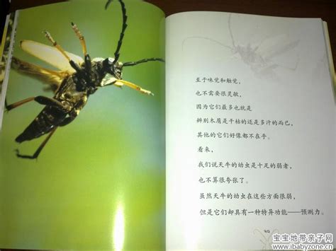 描写昆虫的作文300,小虫子简笔画,上最大的虫子(第4页)_大山谷图库