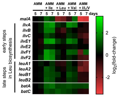 Regulation of the Leucine Metabolism in Mortierella alpina