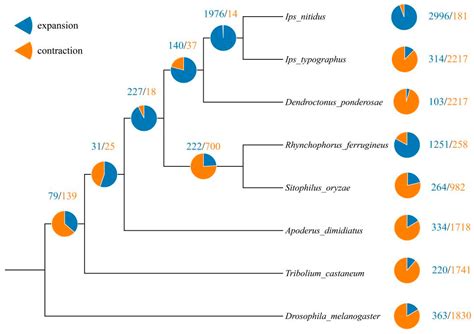 Chromosome-Level Genome Assembly of Apoderus dimidiatus Voss ...
