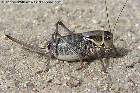 Mormon Crickets 的图像结果