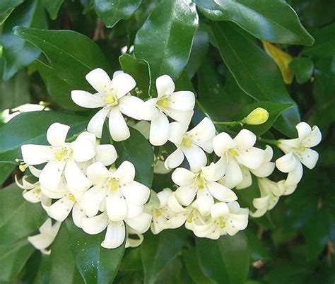 Greenery Nursery Madhu Kamini Flower Highly Fragrant Flower Plant ...
