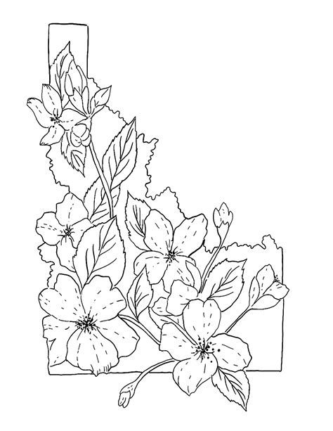 Idaho state flower coloring page syringa free printable – Artofit