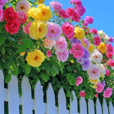 Spring Shopazaar, Bass Lake - California Township Fire Department ...