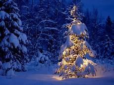 winter holiday email forwards beautiful winter trees winter holiday email forwards beautiful winter trees